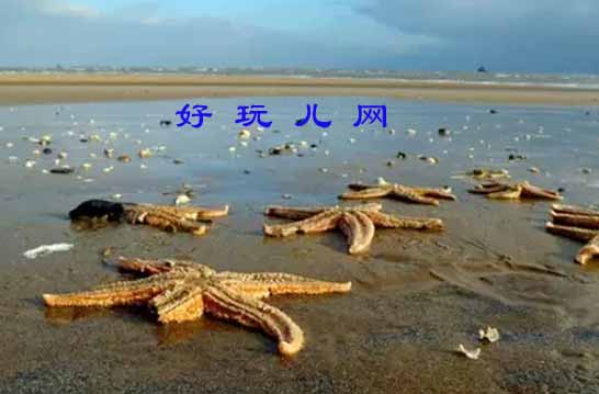 北戴河鸽子窝赶海