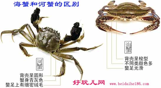 北戴河海鲜种类