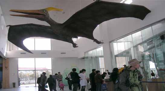 北戴河鸟类博物馆,秦皇岛鸟类博物馆,北戴河博物馆