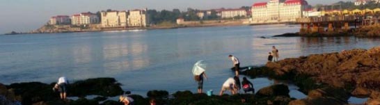 北戴河观海,看海,栈道,木栈道