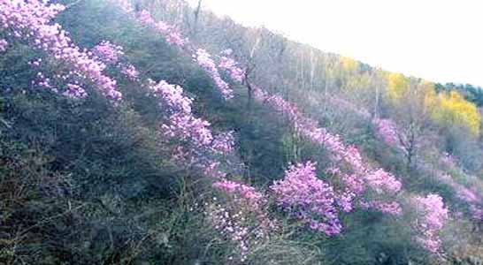 秦皇岛五一登山,游览长城,踏青,地方,锥子山长城