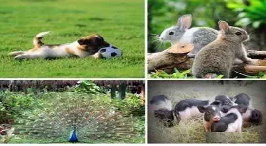 山海关猪猪农场